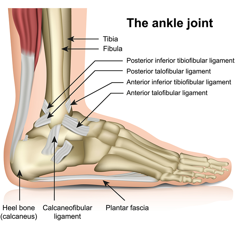 Ankle Sprains Fremont Orthopedic & Rehabilitation Medicine