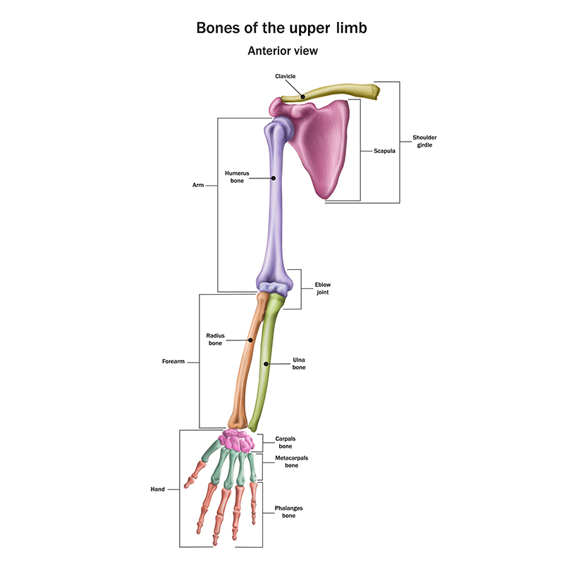 Upper limb arm with shoulder girdle skeleton human