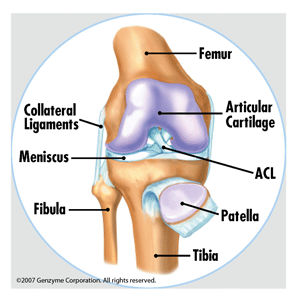 repair knee cartilage naturally